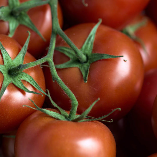Salsa De Tomate Bio Cipriani “Sansovina”